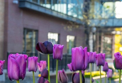 Macro shot of purple Tulips with a blurred building in the background
